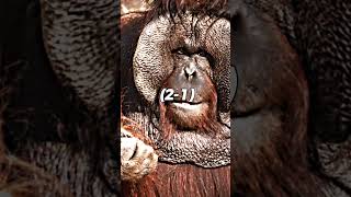 Orangutan vs gorilla