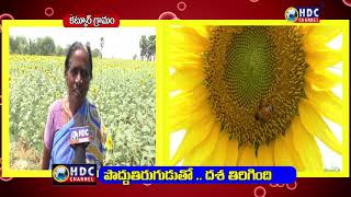 కట్కూర్ లో పొద్దుతిరుగుడు తో.. దశ తిరిగింది//HDC CHANNEL