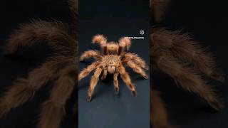 Brazilian Giant Blonde Tarantula aka Nhandu tripepii