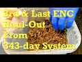 3rd & final haul-out of ENC worms to end 49-week old system - vermicompost