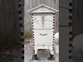 flow hive. happy bees. music song shortsvideo australia travel mdbc bees beehive honey