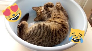 😂 Funniest Cats and Dogs s 😺🐶 || 🥰😹 Hilarious Animal Compilation №348