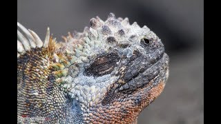 Facts: The Marine Iguana