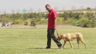 How to Stop Dogs From Mounting Other Dogs : Dog Behavior & Training