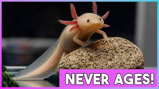 Axolotls: Masters of Eternal Youth and Regeneration! #Axolotl #animals