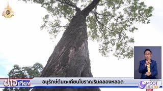 อนุรักษ์ต้นตะเคียนโบราณริมคลองหลอด