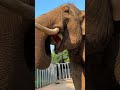 in hot weather give elephants a cold watermelon to cool down. elephants eat watermelon