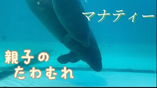 【ノーカット】マナティー親子のひととき