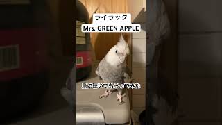 ライラック - Mrs. GREEN APPLE 鳥に聴いてもらってみた【独学ボイトレ33日目】