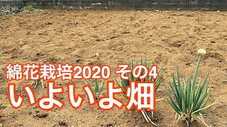 綿花栽培2020 その4　いよいよ畑に苗を移します