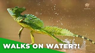 It Doesn’t Sink… Here’s Why!