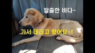 풍산개 바다 탈출해서 소환해왔어요,겨울준비합니다,양파심기#189귀농귀촌