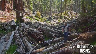 Fish return to streams restored by Redwoods Rising