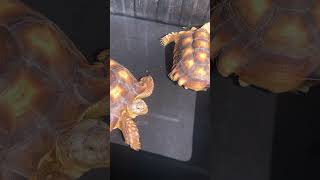 【Chill到最高點～】泡澡還會劈腿🤣懂曬日光浴！#盾臂龜 #蘇卡達 #tortoise #sucata #｜喜歡請按讚訂閱支持