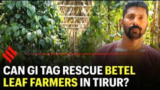 Can GI tag rescue betel leaf farmers in Tirur?