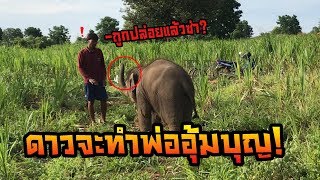 นาทีวัดใจ ช้างไล่คน หวงอนาเขต ดาวมันร้าย elephant thailand