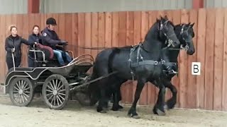 Riding and driving Reintje, Rinske, Richtsje, Berber and Uniek the Friesian Horses.