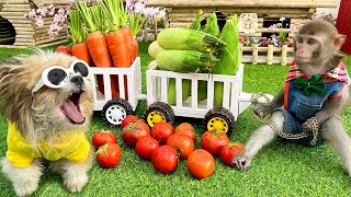 🐵Adorable baby monkey Bim Bim helps dad carry vegetables for the dog | Funny baby monkey animals