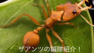 ザ・アンツの編隊紹介！