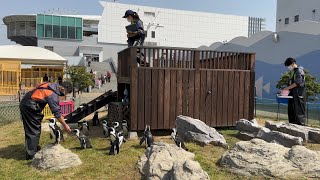 2023/04/11 ケープペンギンのフィーディングタイム【10:00の回】@名古屋港水族館