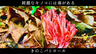 [ハナホウキタケ・ミズの実]今年も始まるキノコ狩り！カマン夫婦とキノコパトロール　ハナケイVlog