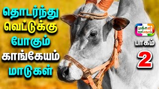 வெட்டுக்கு போற காங்கேயம் மாடுகளை வாங்கி வளர்க்கிறேன், Ajay Govindhasamy, பின்னணி என்ன? Maya Farm