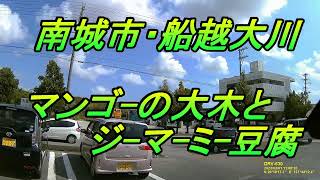 【沖縄B級グルメ】南城市【ジーマーミ豆腐】とマンゴーの木と【船越大川】稲嶺交差点近くの無人販売所で、ジーマーミー豆腐を買って、マンゴーの木の下で食べる動画・・