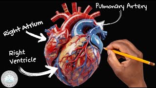 Introduction - Blood flow through the heart