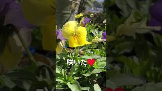 秒で初めてのリングバスケット寄植え。#ビオラ#リングバスケット#寄植え