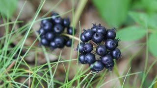 Sarsaparilla and Ground Elder