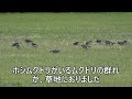 何故ここに？美しいホシムクドリとタゲリ、寝屋川淀川河川と柱本田園、common starling、northem lapwing japanese wild birds うっちー探検発見ほっとけん