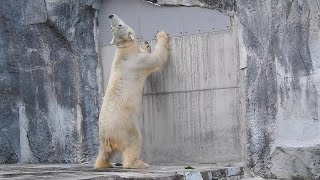 【祝！！！30歳】バリーバ（しろくまピースの母親）の可愛いしぐさ。とべ動物園にて。