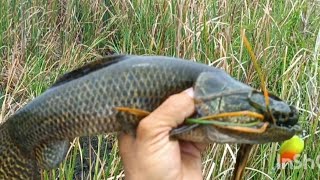 Foi só chegar e jogar essa isca na água para a varinha trabalhar 🎣#pescariadetraira