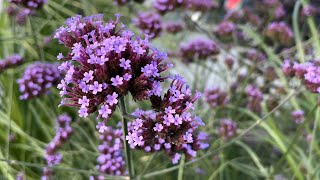 Verbena bonariensis (purpletop vervain) - FarmerGracy.co.uk