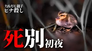 0530C⑨【カルガモ親子の悲劇】迷子殺しに襲われる親なし雛の逃げる技。交尾が下手すぎるオス。亀に驚く【生き物撮影と観察】