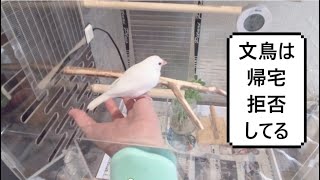 帰宅拒否をする文鳥