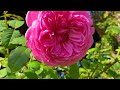 【rose garden in japan：keisei rose garden 】1 600 kinds of beautiful roses and flowers　autumn rose