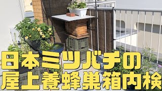 日本ミツバチの屋上養蜂の巣箱内検【日本ミツバチ庭先養蜂】【自然養蜂家】【か式養蜂】【庭先養蜂】【週末養蜂】