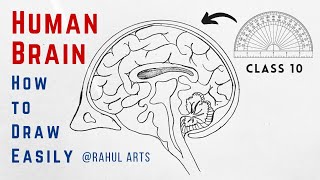 Easy trick to draw Human brain using protractor in Hindi