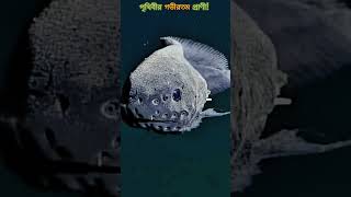 গভীরতম প্রাণী  #factshorts #shortsfeed #facts #shortsviral2025