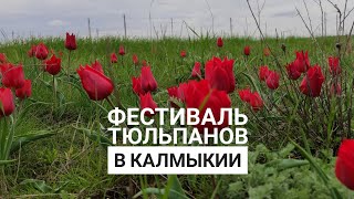 Фестиваль Тюльпанов в Калмыкии