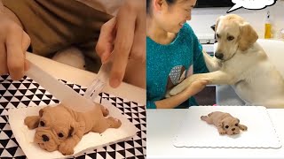Dogs and Cats Reaction to Cutting Cake - Funny Dog Cake Reaction Compilation