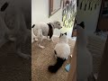 Funny Dog Becomes Scaredy Cat Around Family's Feline!