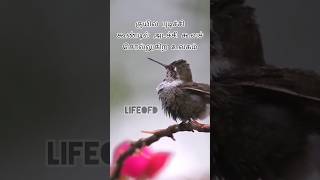 🐧குயில புடிச்சு கூண்டில் அடச்சு🦚 l சின்னதம்பி l இளையராஜா l S.P.B #shorts #lyrical #lifeofd #90s