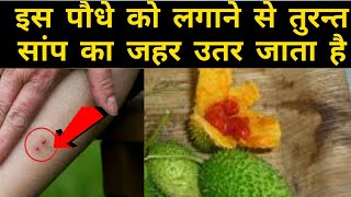 कंटोला के इस पौधे से सांप का जहर उतर जाता है || #blacksecretgyan