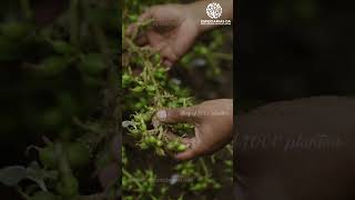 #indian #green #cardamom #plant #planter #story #of #1000 #planters