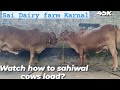 Sai Dairy farm Karnal से  6 शुद्ध साहीवाल गाय Safe loading|Karnal to #karnataka|₹45k|📞-7496860072