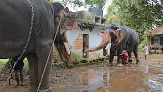 ELEPHANT MAVELIKKARA GANAPATHY 💕 മാവേലിക്കര ഗണപതി