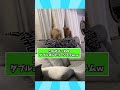 犬さんの動画見て笑ったら寝ろwwwwww