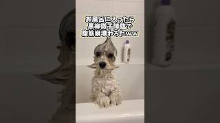 犬さんの動画見て笑ったら寝ろwwwwww